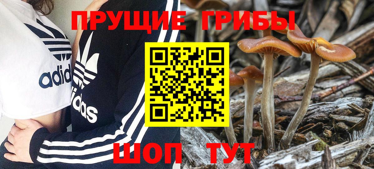 Галлюциногенные грибы MAGIC MUSHROOMS Грязи